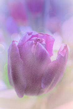 Full of Joy - image #503209 gratis